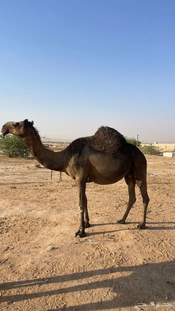 للبيع ناقة مجهم 3