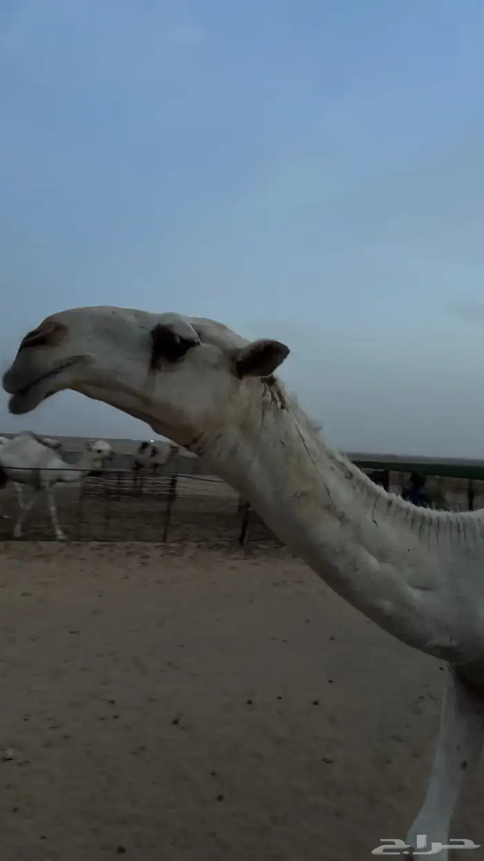 للبيع بعير 0