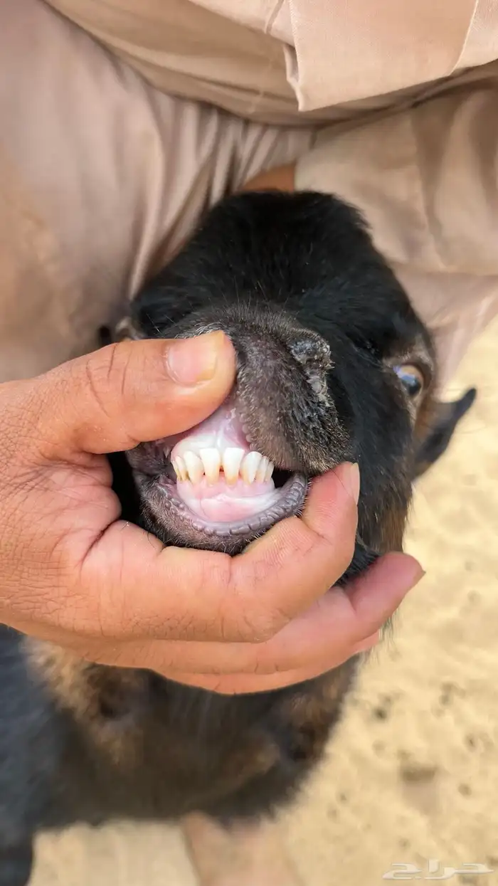 معز غزم 1