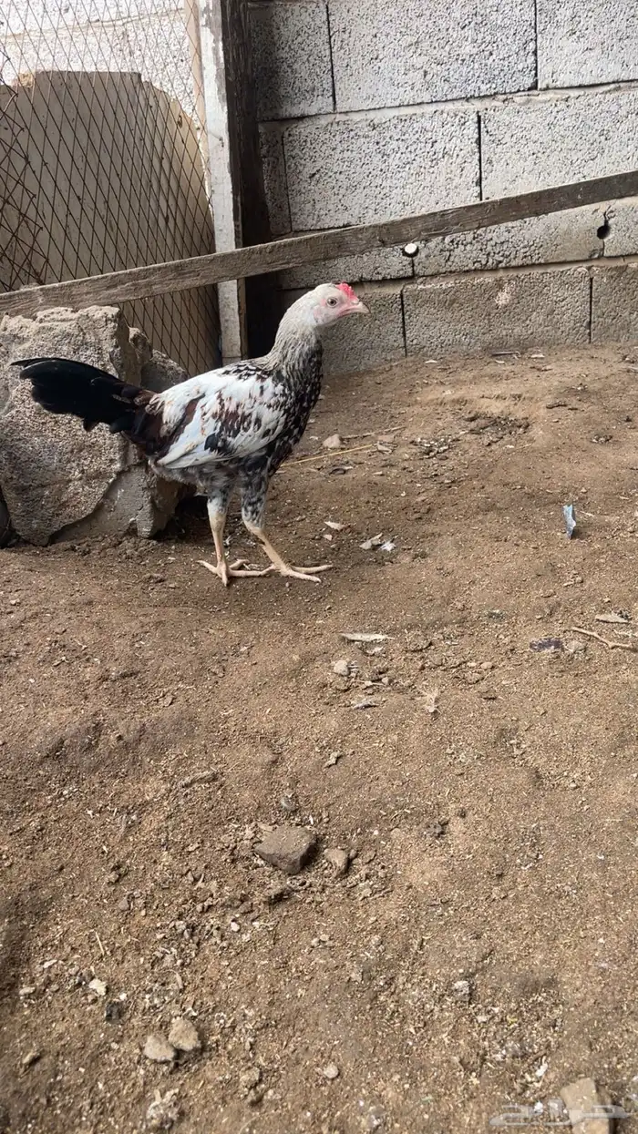 دجاج مشكل 2