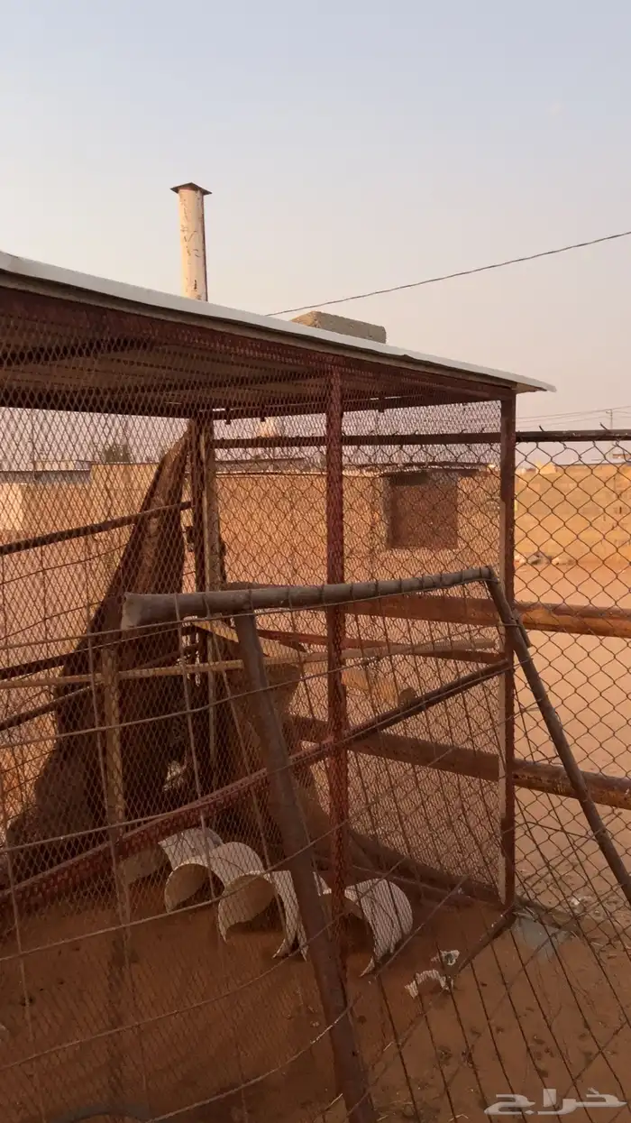 شبك حمام او دجاج 0