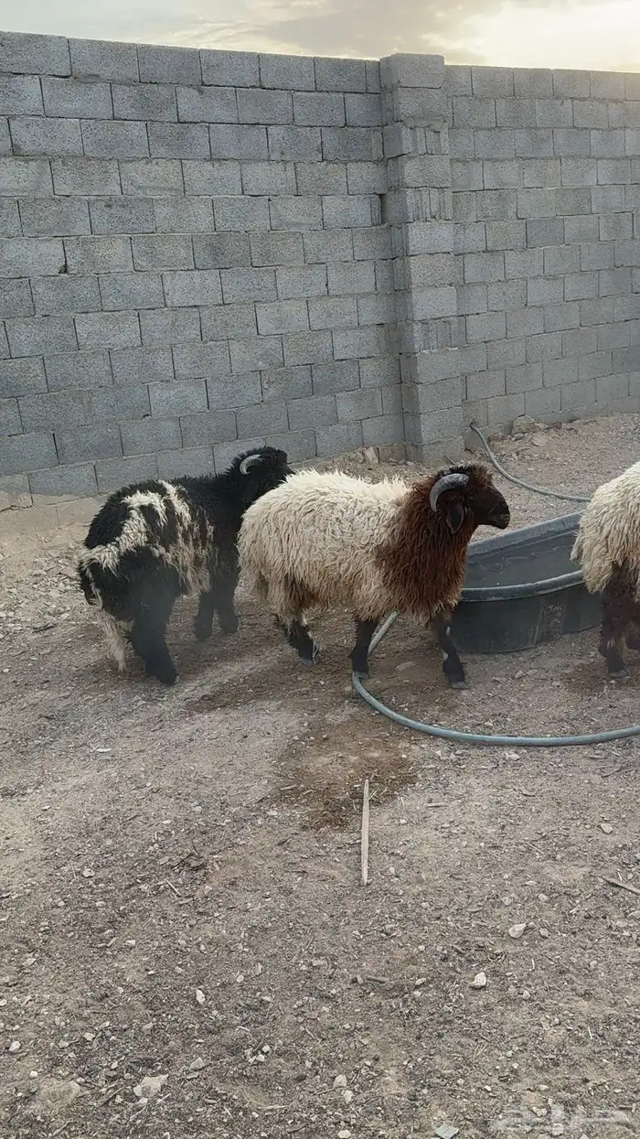 طليان نعيم كناور جذعان 34