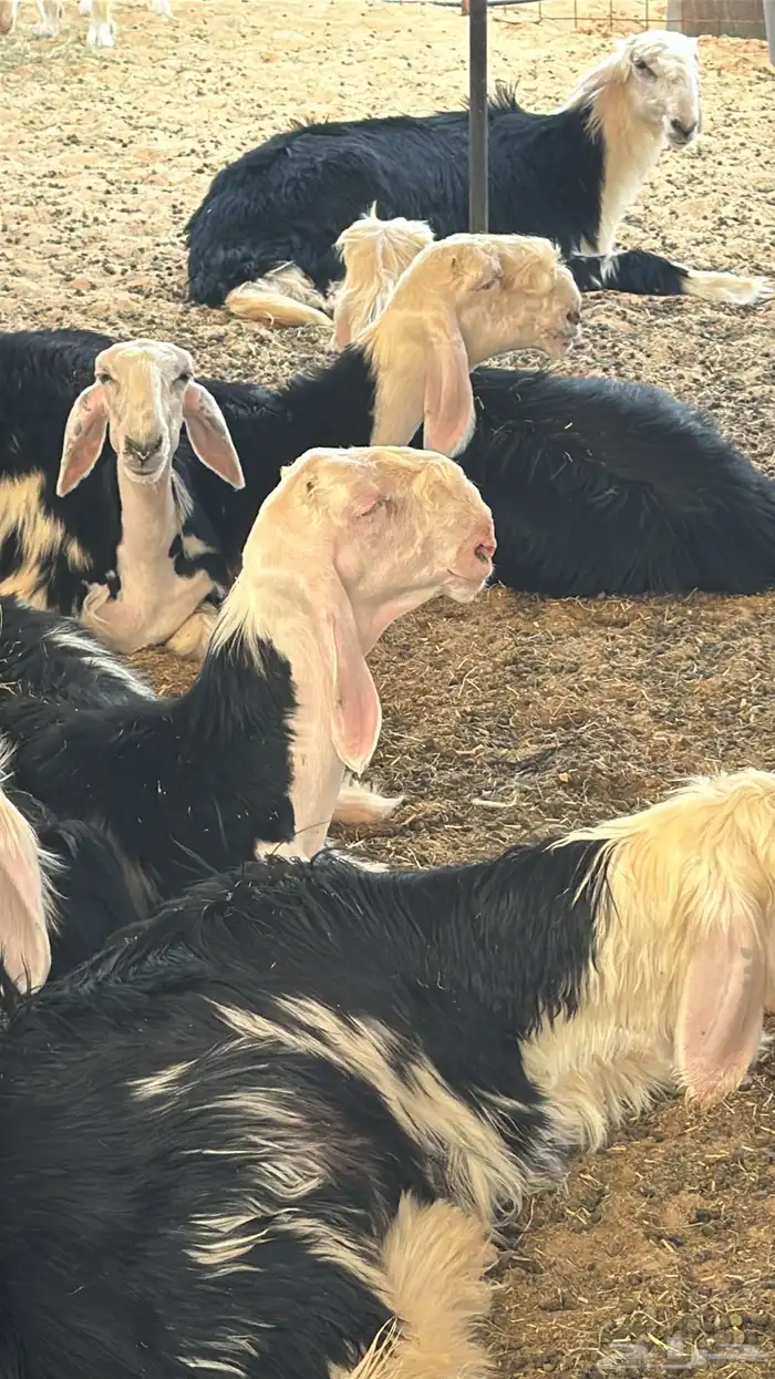 طلي نجدي معرف تم البيع 2