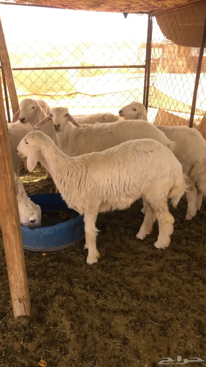 طلي للبيع حبصي شحم ولحم مغلقق 1