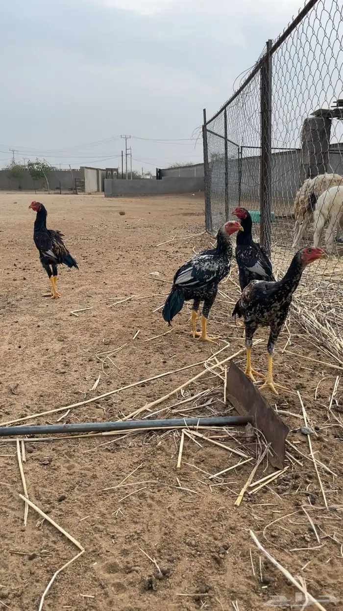 البيع مستعجل 0