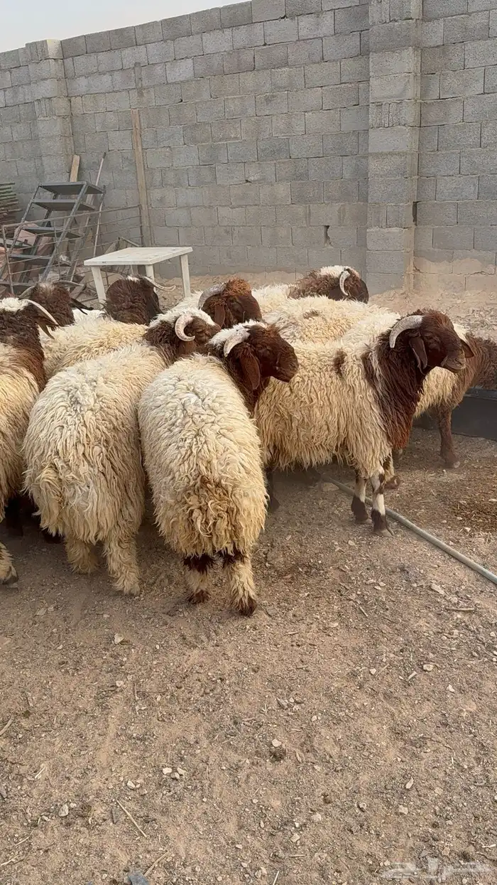 طليان نعيم كناور جذعان 8