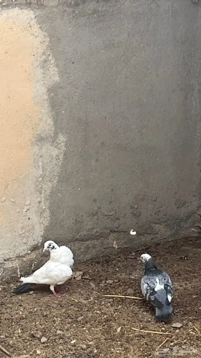 حمام للبيع مشكل 2