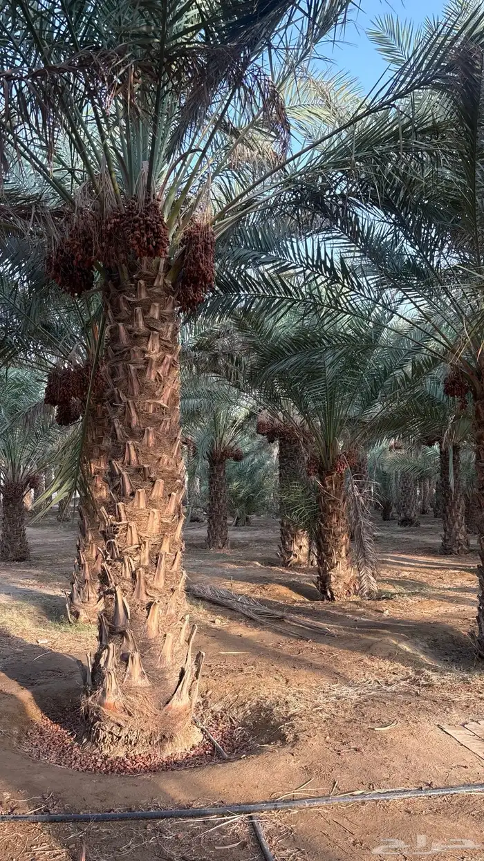 ثمرة مزررعه للبيع 2