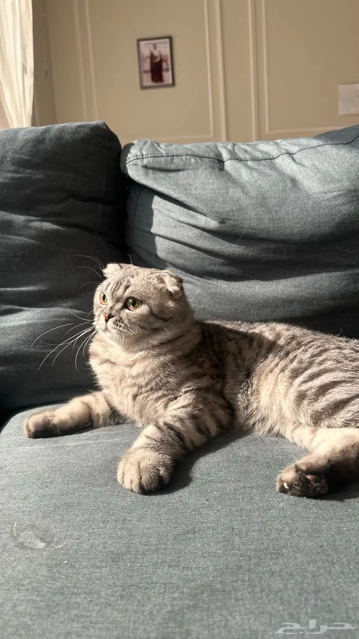 ذكر سكوتش فولد للتزاوج مجاني 1