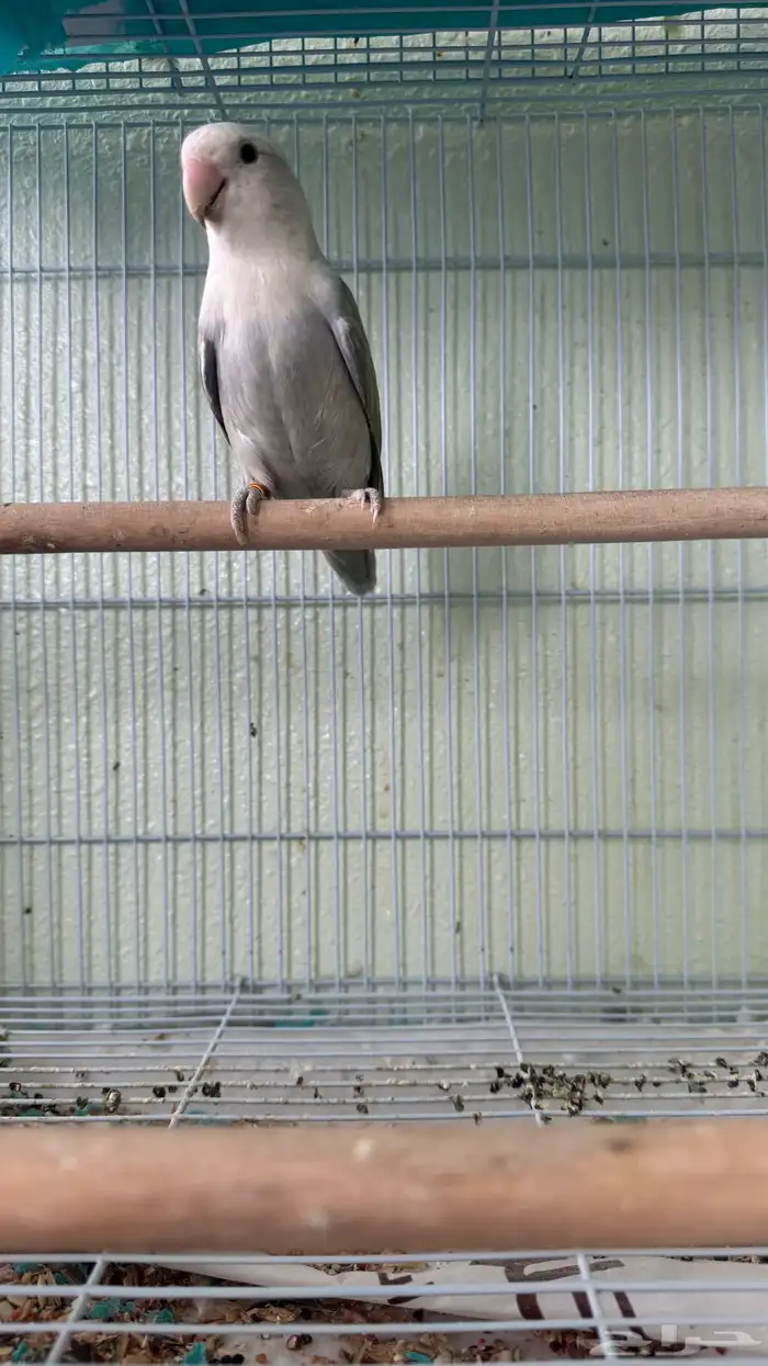 زوج روز منتج بشهادة 4