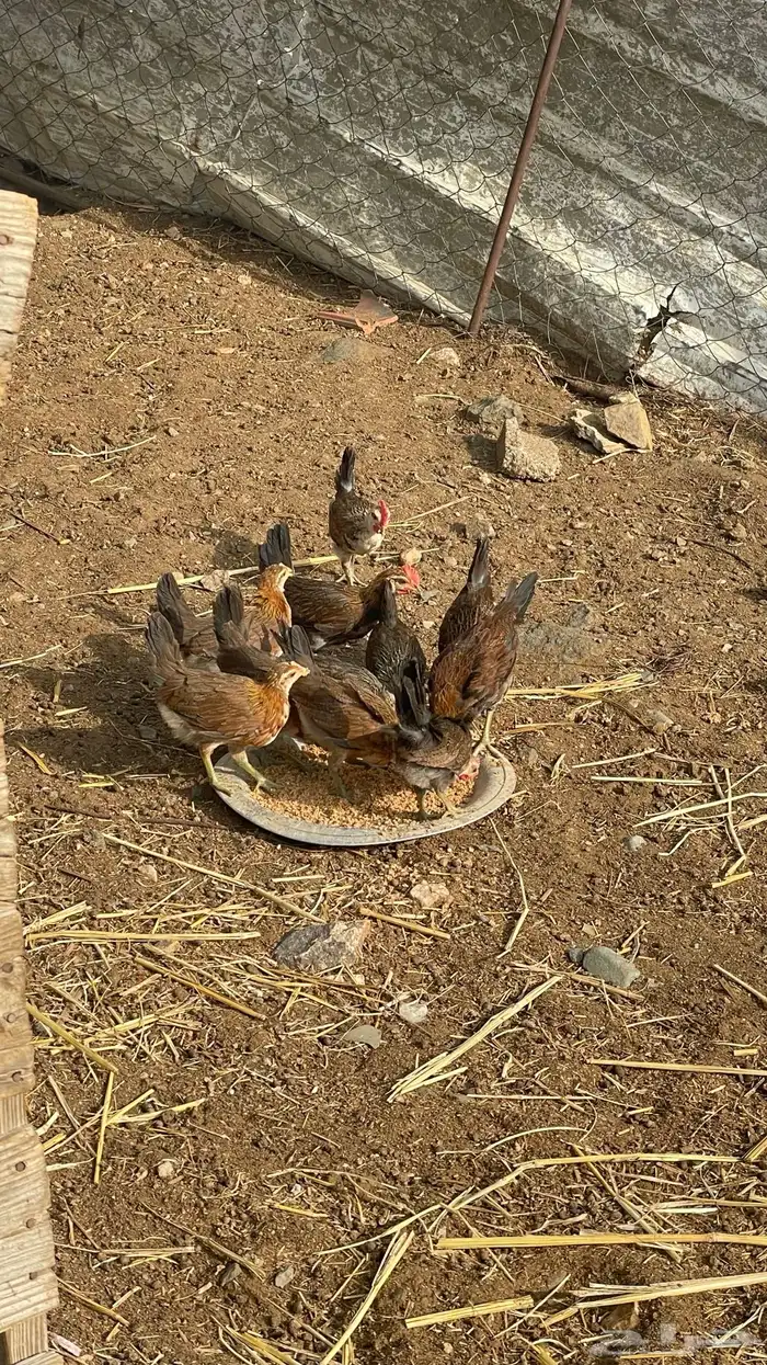 فروخ دجاج عربي دم صافي 2