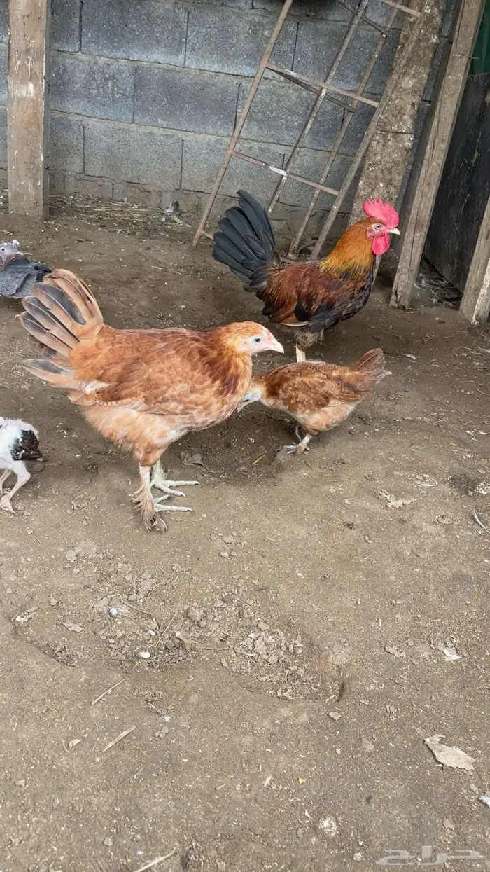 دجاج بلدي محصن 1