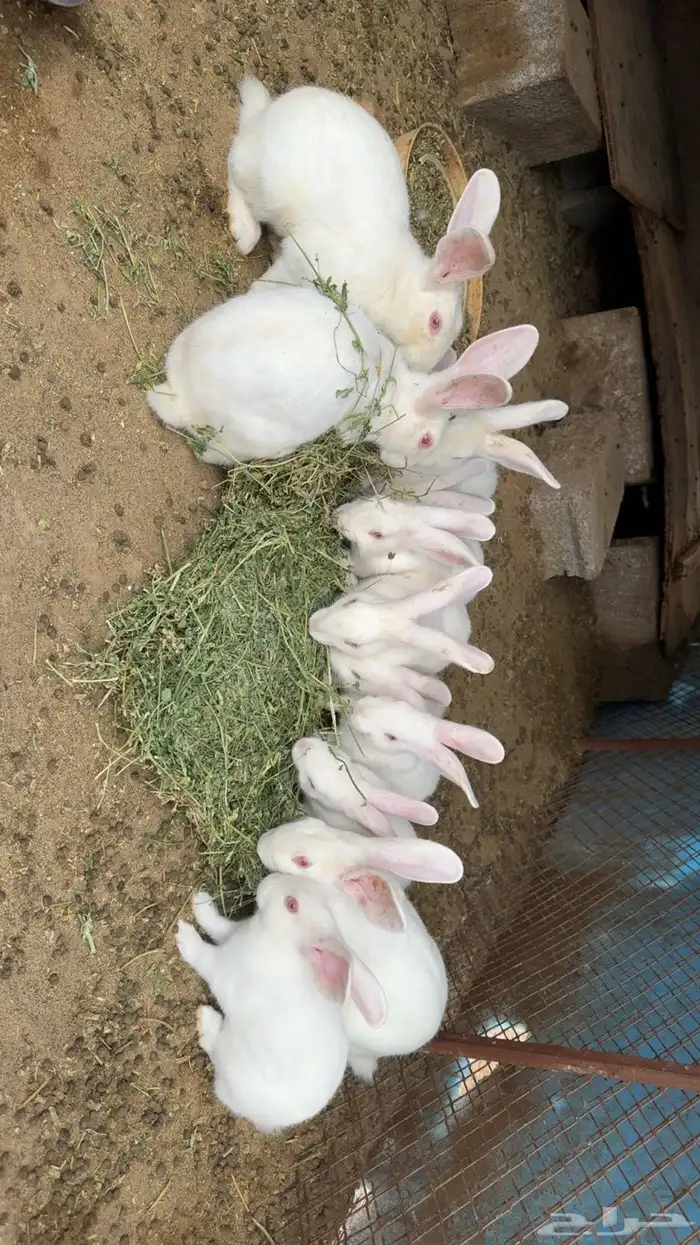 ارانب فرنسيه 2