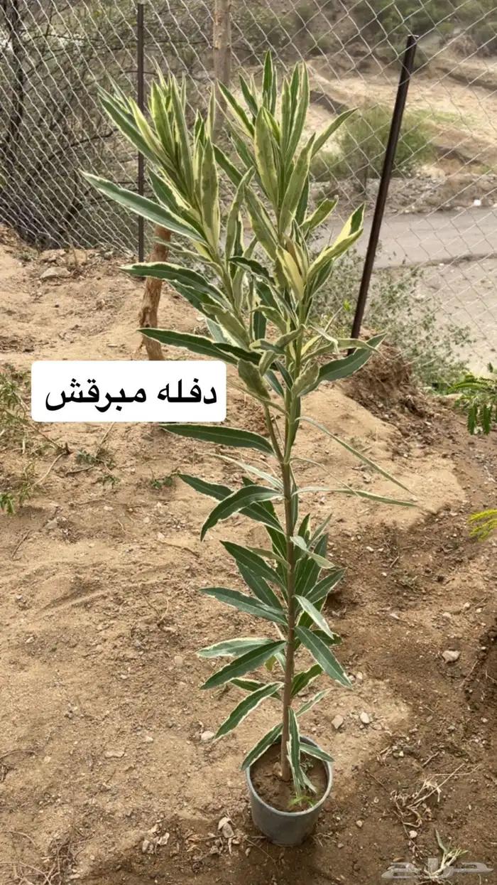 جميع انواع الاشجار وعلى حسب طلب الزبون 9