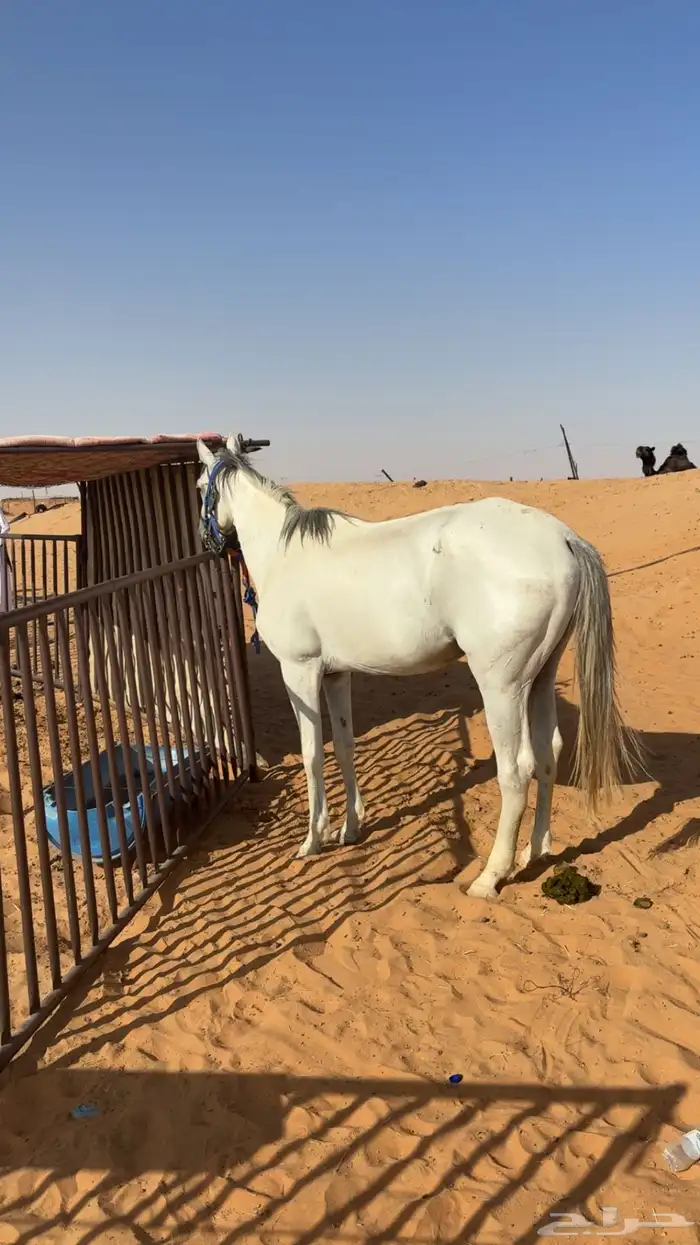 الحصان كاسب 5 كسبات كلها فنجران   مقاطعه واجده التواصل خاص 2