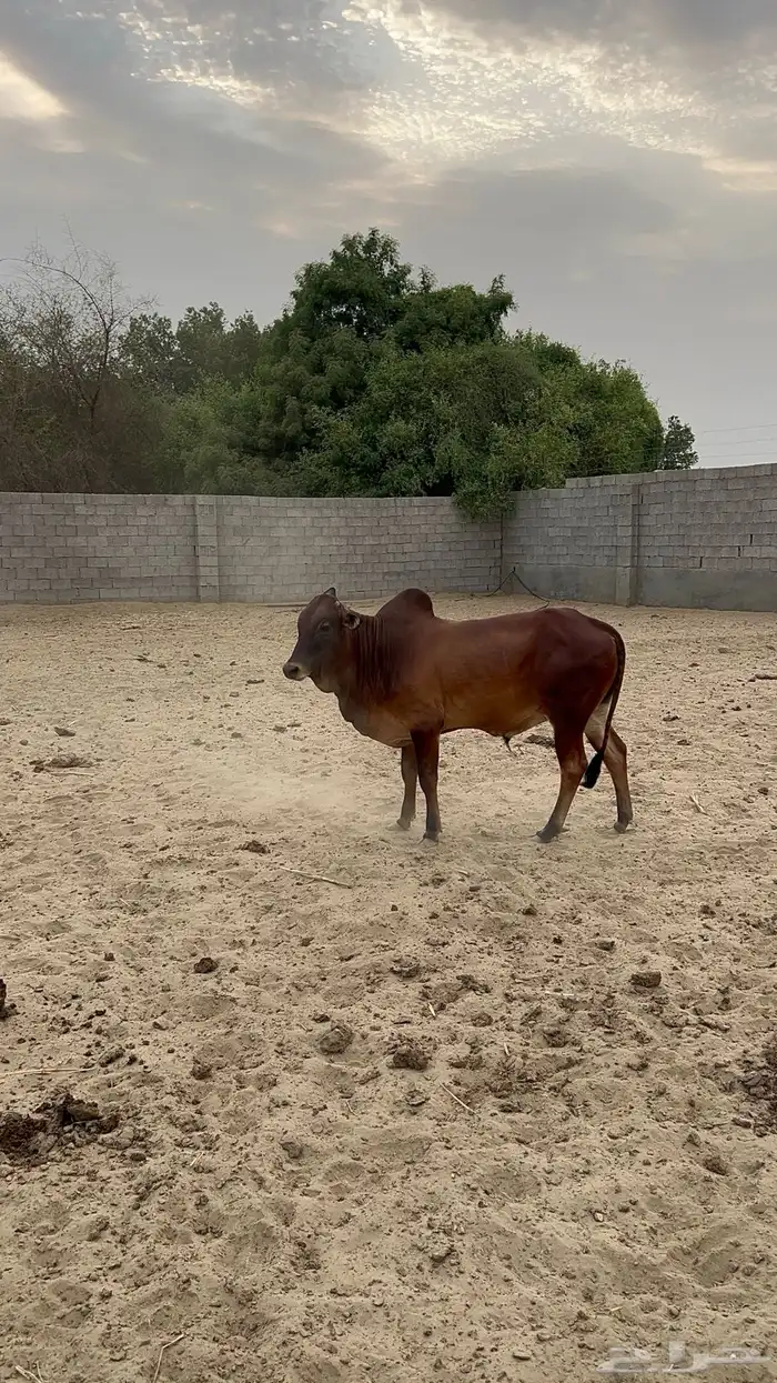 عجل للبيع العنوان القنفذة فل شحم 1