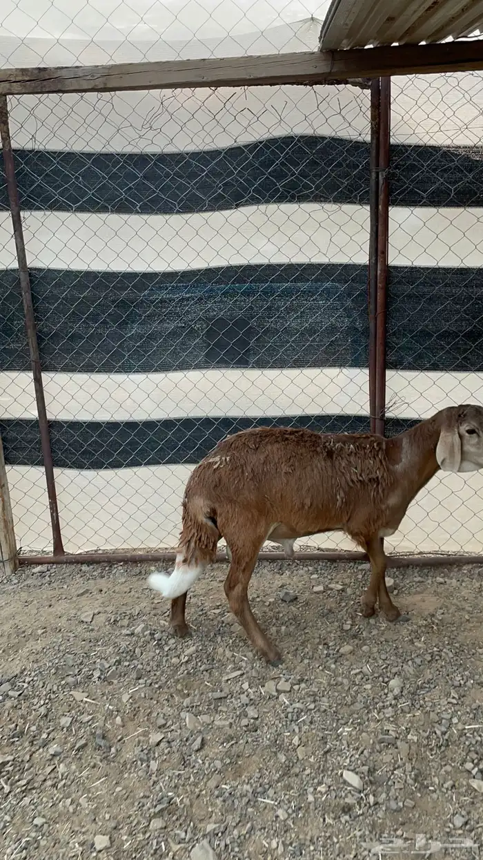 طلي ساكني 2