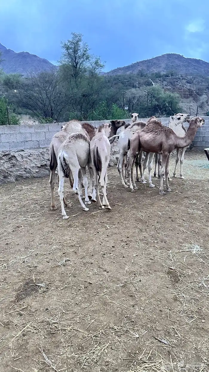 6 قعدان و4 بكار 2