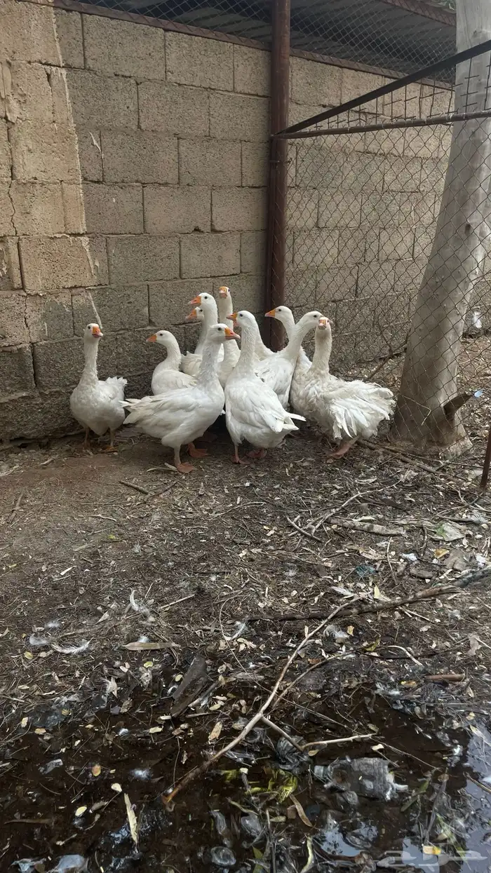 وز بلدي ابيض 0