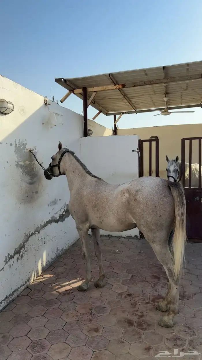 مهره واهو 0