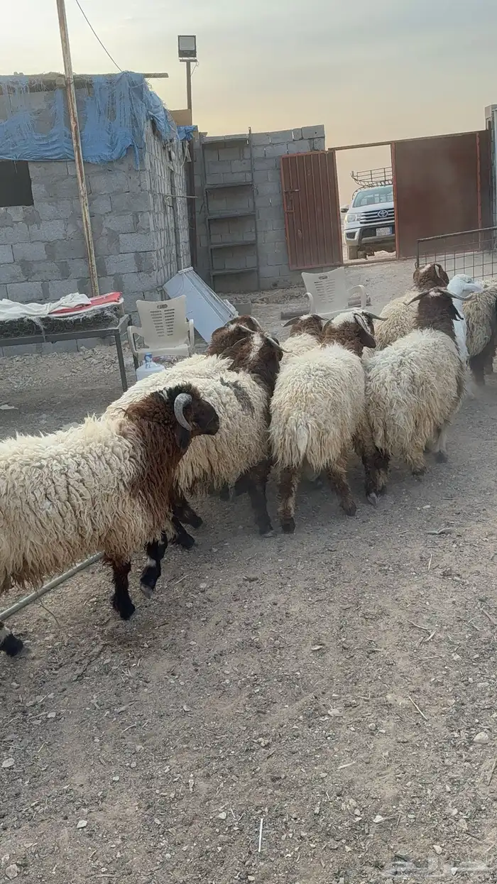 طليان نعيم كناور جذعان 37