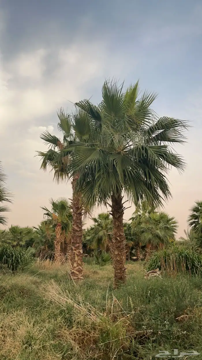 نخل واشنطن الطول من 3متر اللئ 4 متر التواصل واتس 0