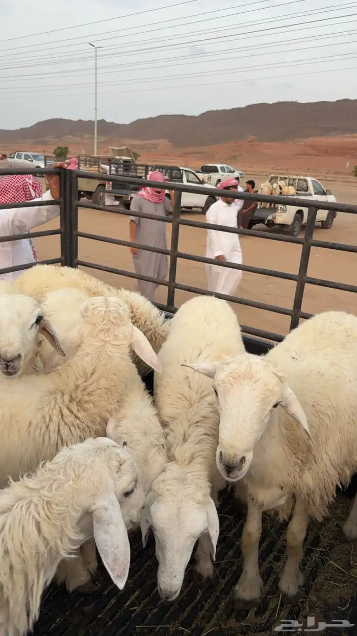 بهم للبيع 1