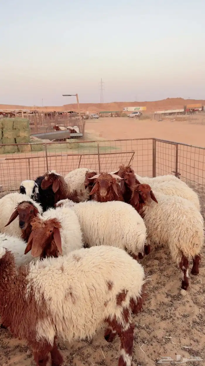 بهم نعيم وفي 2 حري ونجدي ( بريدة) 0