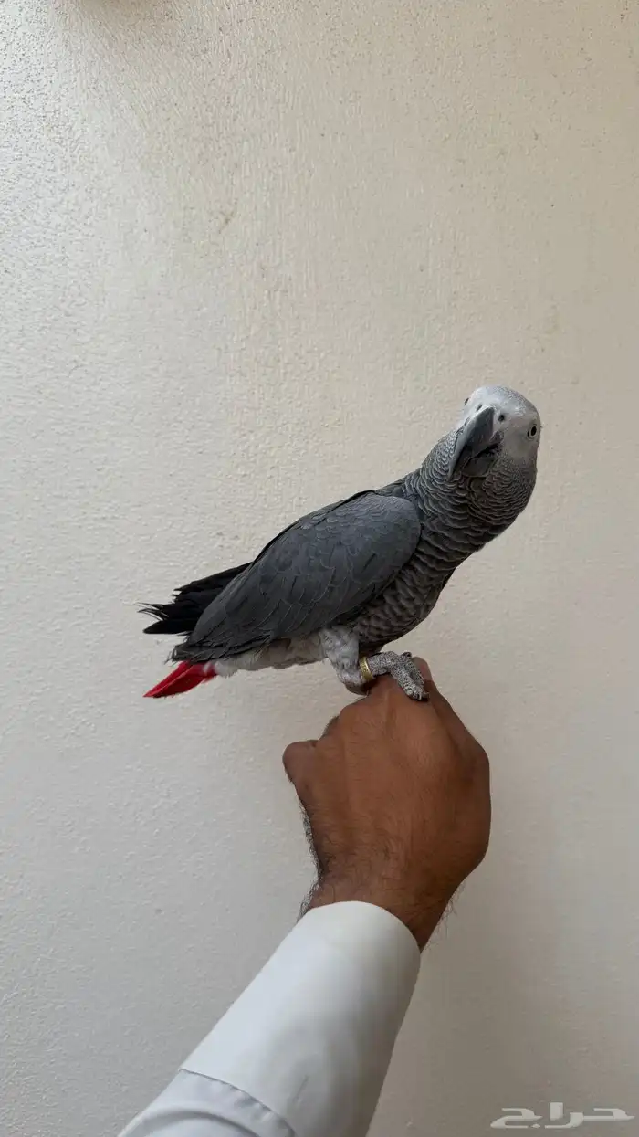ببغاء كاسكو 1