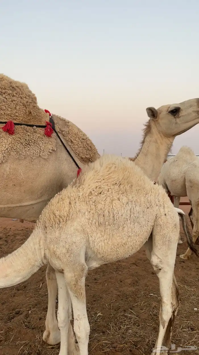 بكره مقفله شحمم 1