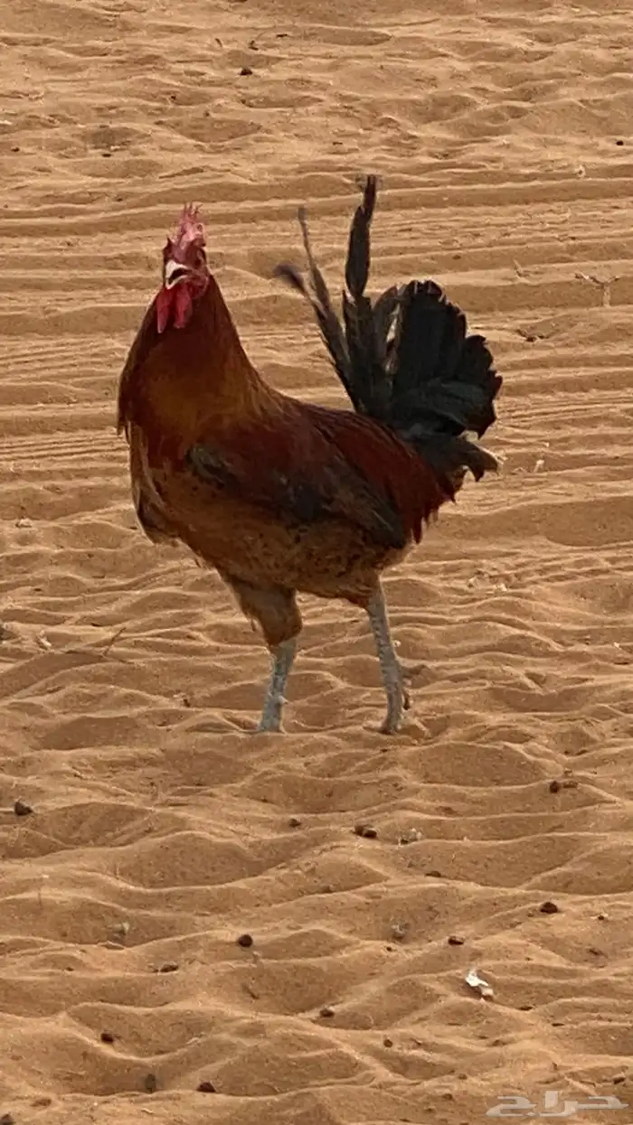 ديك للبيع شرط 2