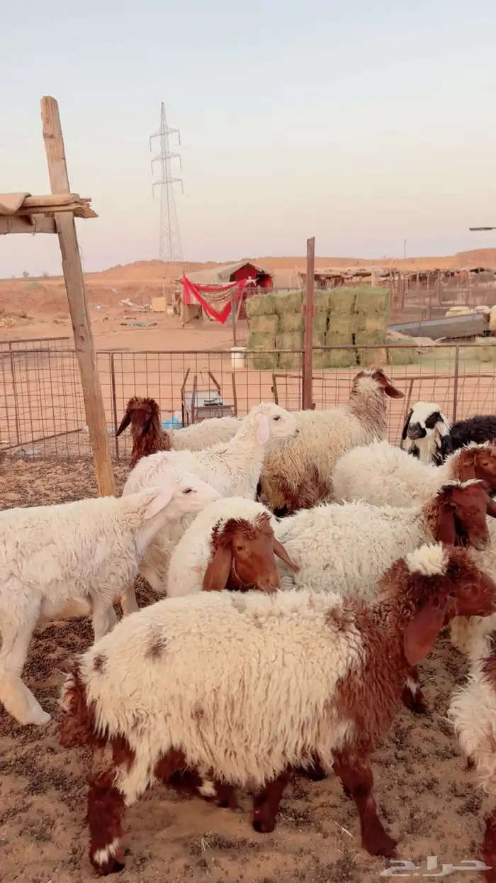 بهم نعيم وفي 2 حري ونجدي ( بريدة) 3