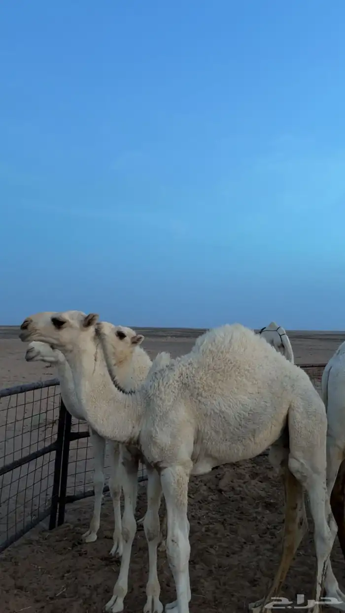قعود عوني عمره5شهور 1