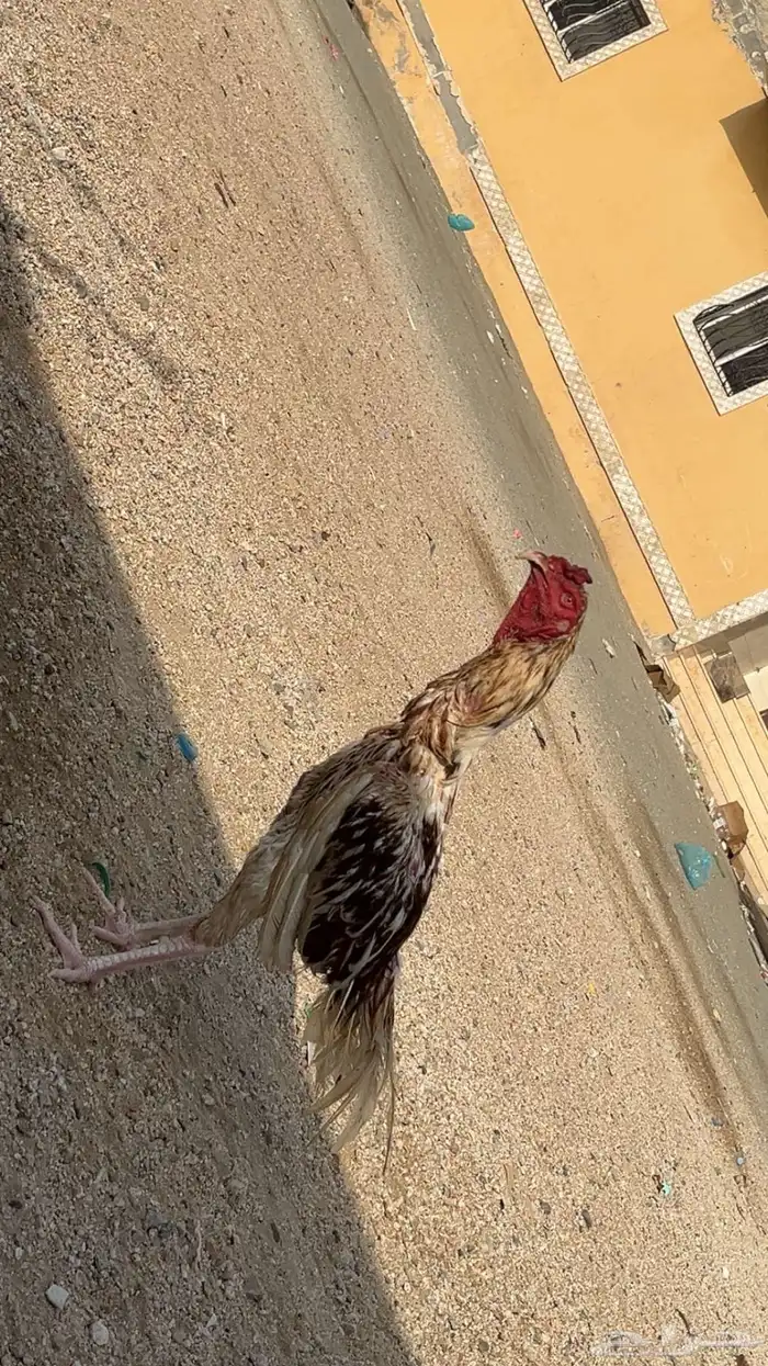 ديك هندي بي 60 بيع مستعجل الديك ما يعاني من اي شي 0