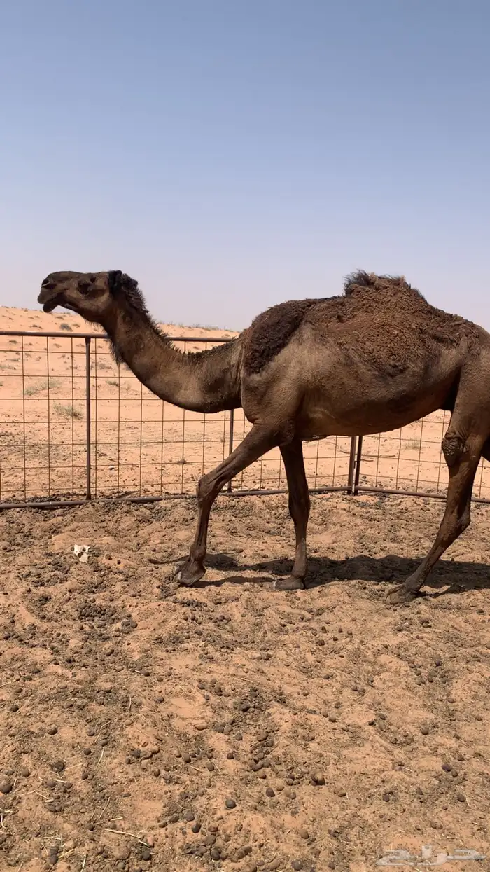 للبيع صفرا دبسا 1