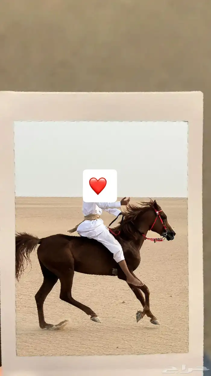 حصان كفوو جدا وسبوق وطرب حار مع الخيال وبارد مع البارد 0