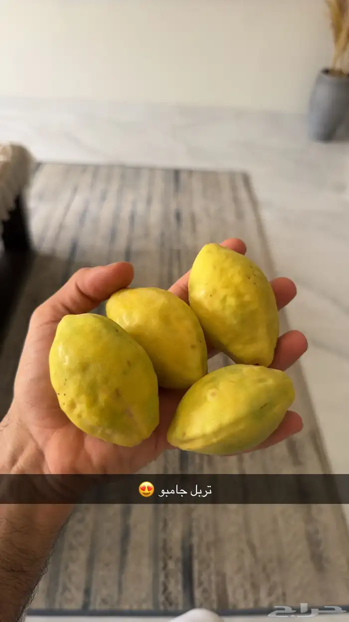 اشجار لوز وثمار لوز جمله ومفرد 1