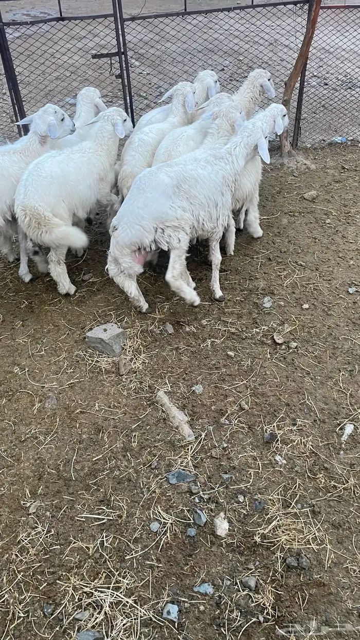 حيوانات 3