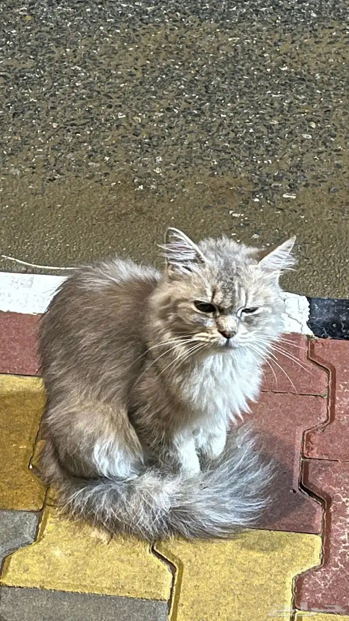 قطه كيوت للبيع عاجلا 2