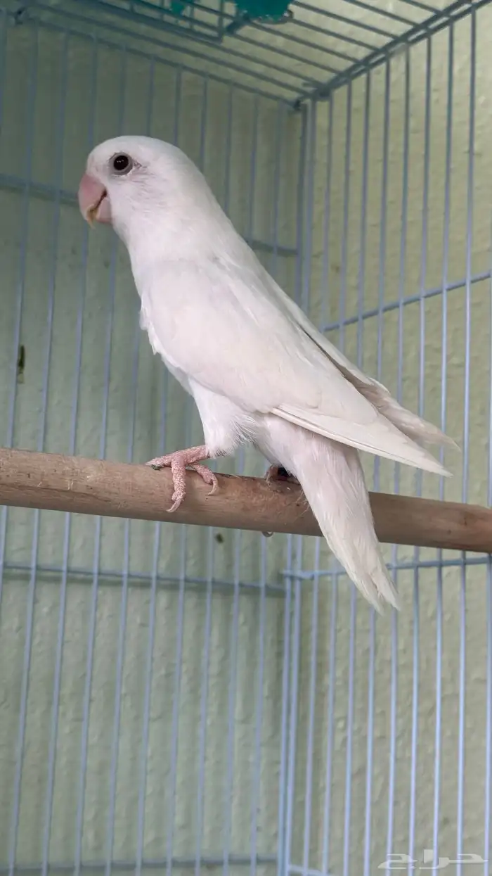 زوج روز منتج بشهادة 0