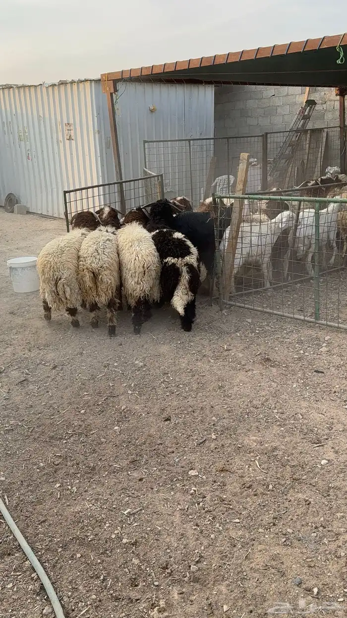 طليان نعيم كناور جذعان 42
