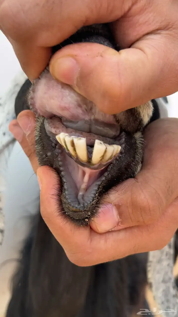 عنز عارضيه 2