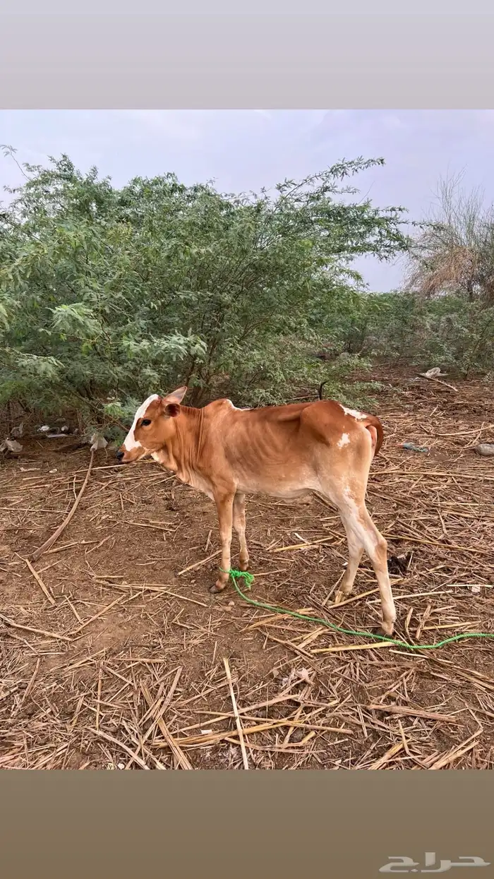 بقره بلدي 1