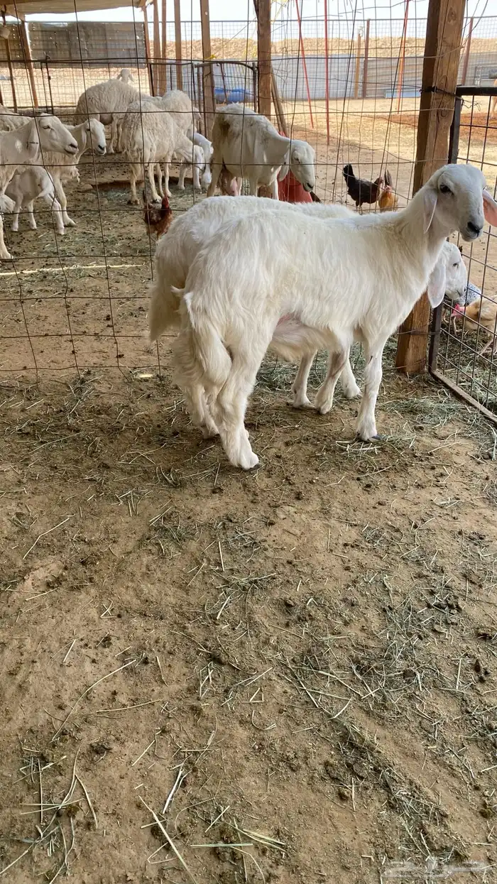 طليان حريات طيبات 0