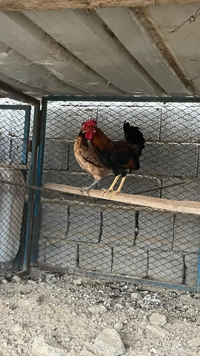 دجاج عربي فري اصيل 1