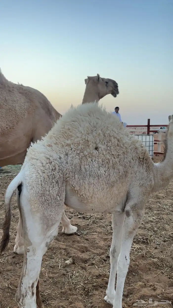 بكره مقفله شحمم 2