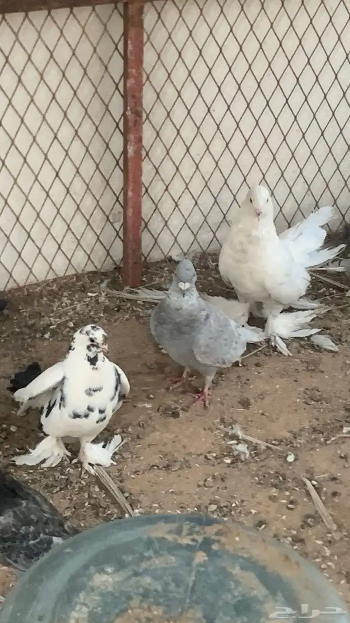 حمام 7