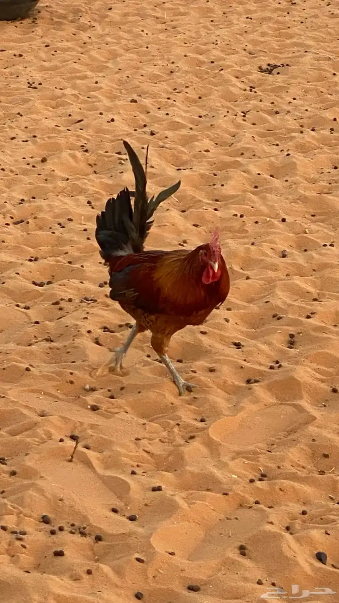ديك للبيع شرط 6