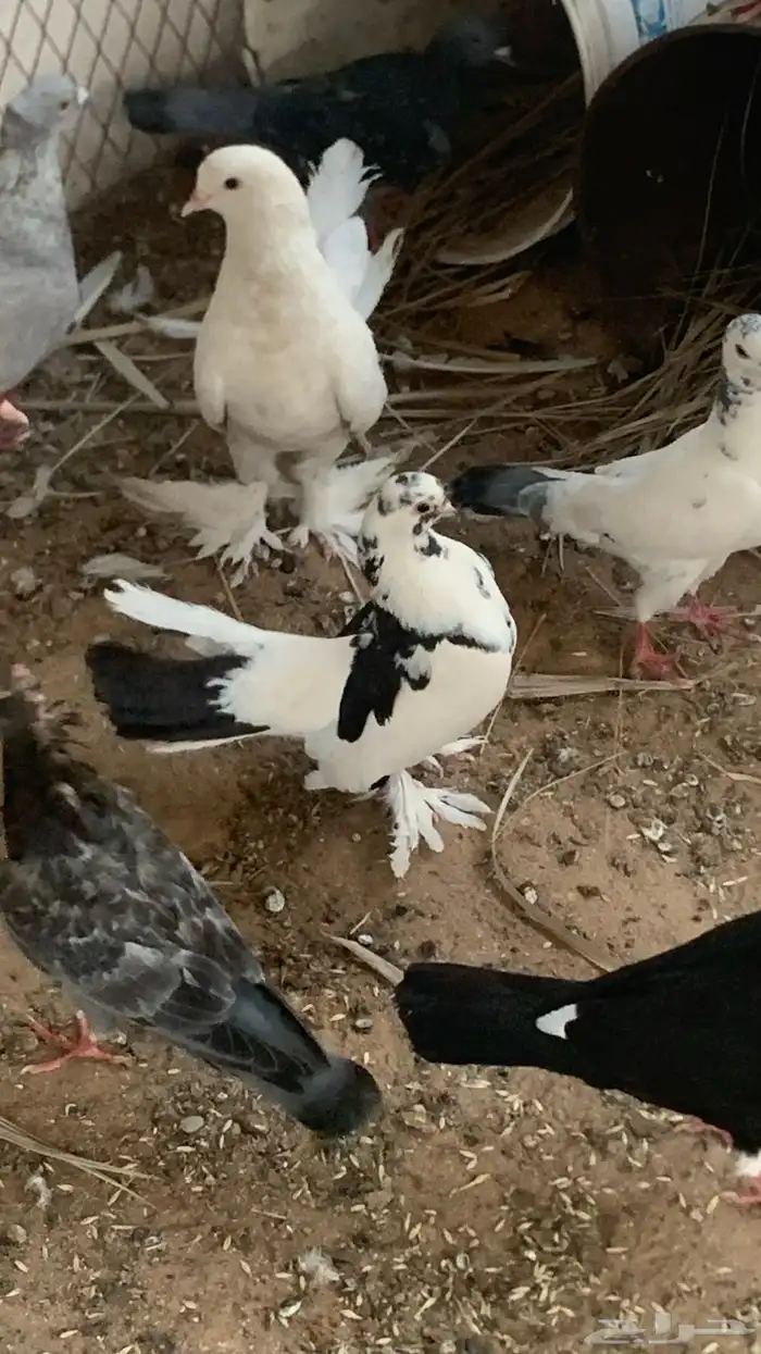 حمام 6
