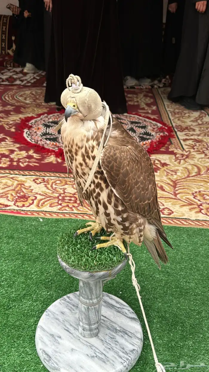 صقور للايجار والايفنتات والاحتفالات 1